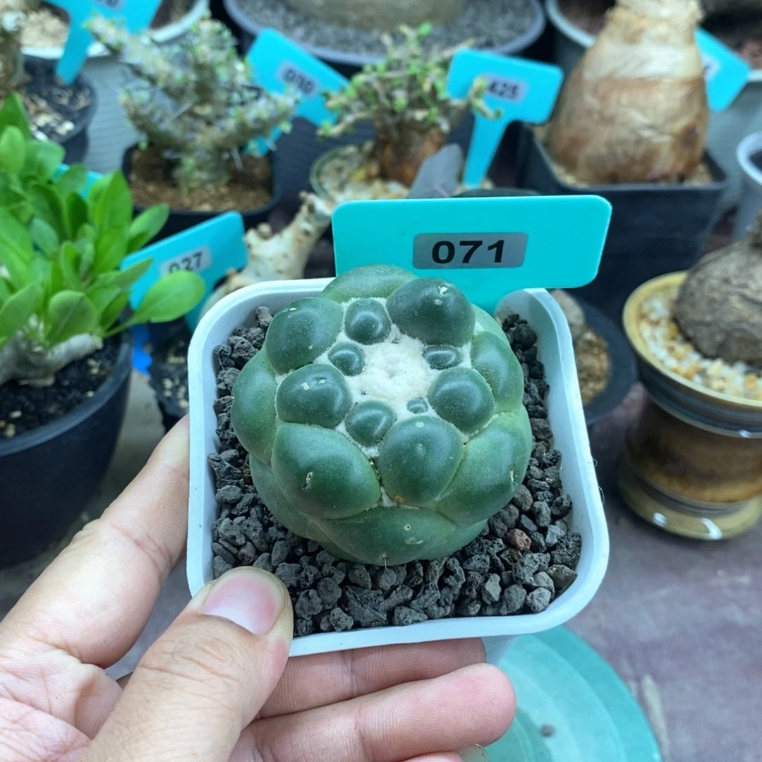 产地无刺象牙多肉植物
