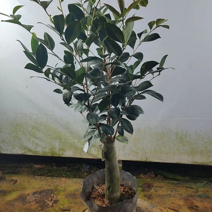 全部花苞18红天香云茶花不包邮