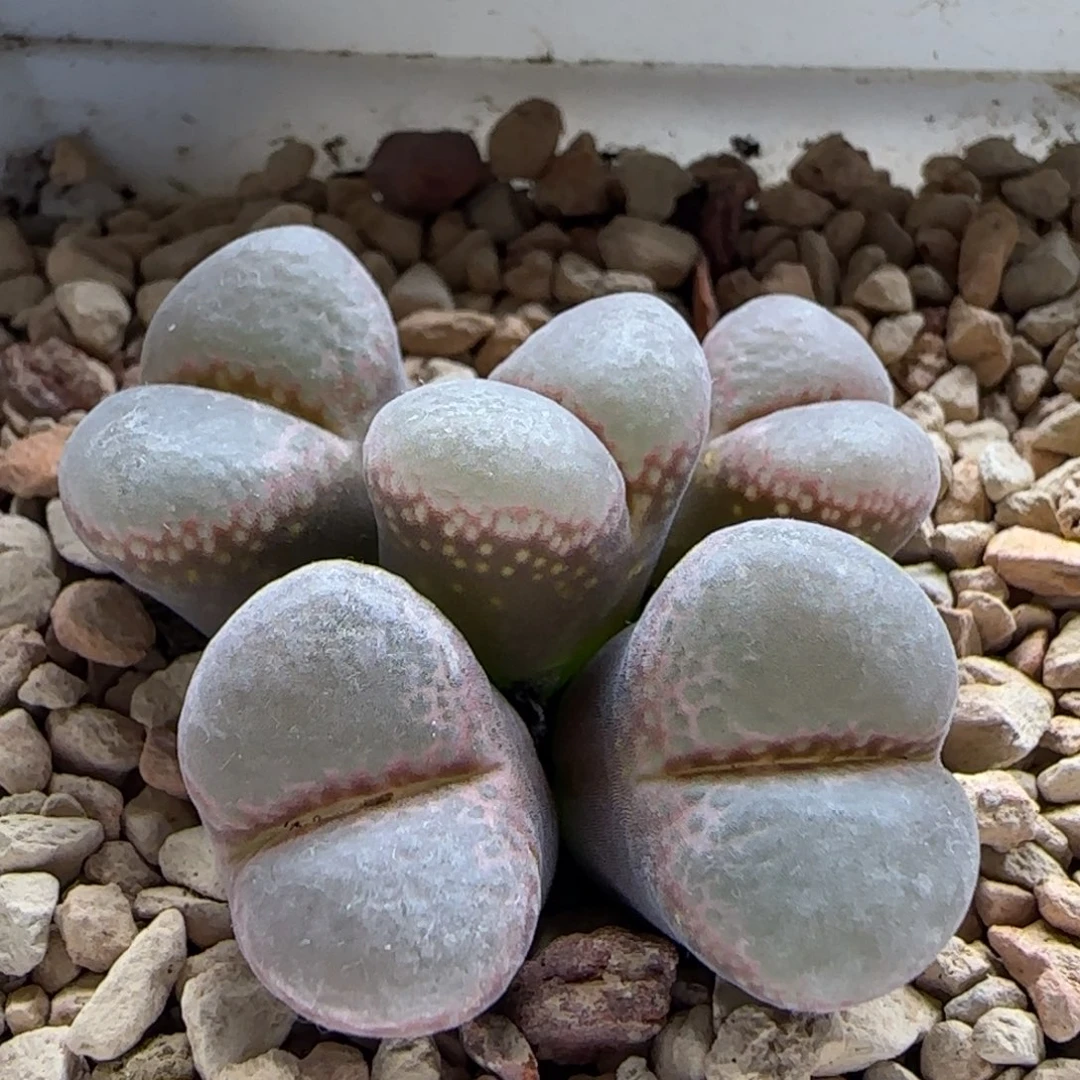 12-13-3-6当天满38包邮紫体白翻窗风铃群1.5cm脱土