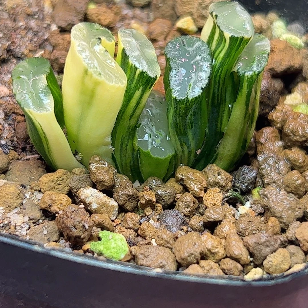 玄武锦十二卷多肉