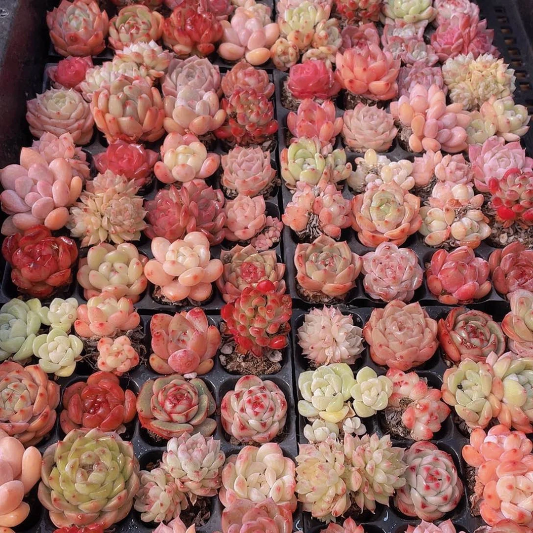 量拍71号 精品小可爱组合多肉20个