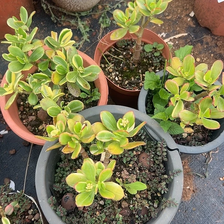 炎***茜多肉植物实物直播实物261