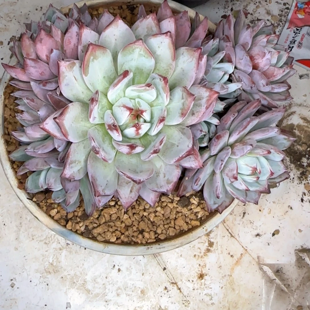 多肉植物多肉植物