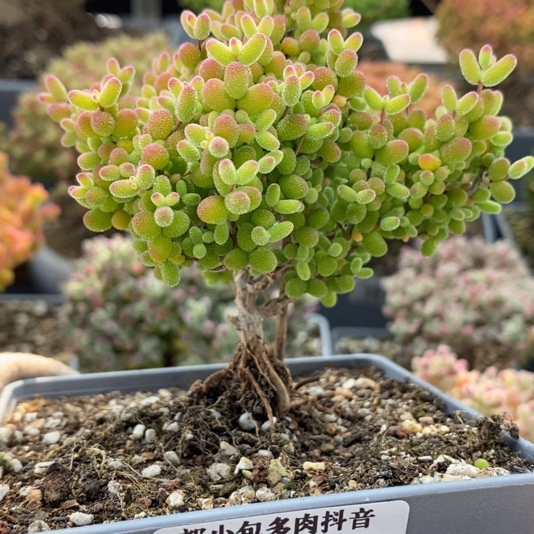 养***手金橘糖球5991枝干番杏