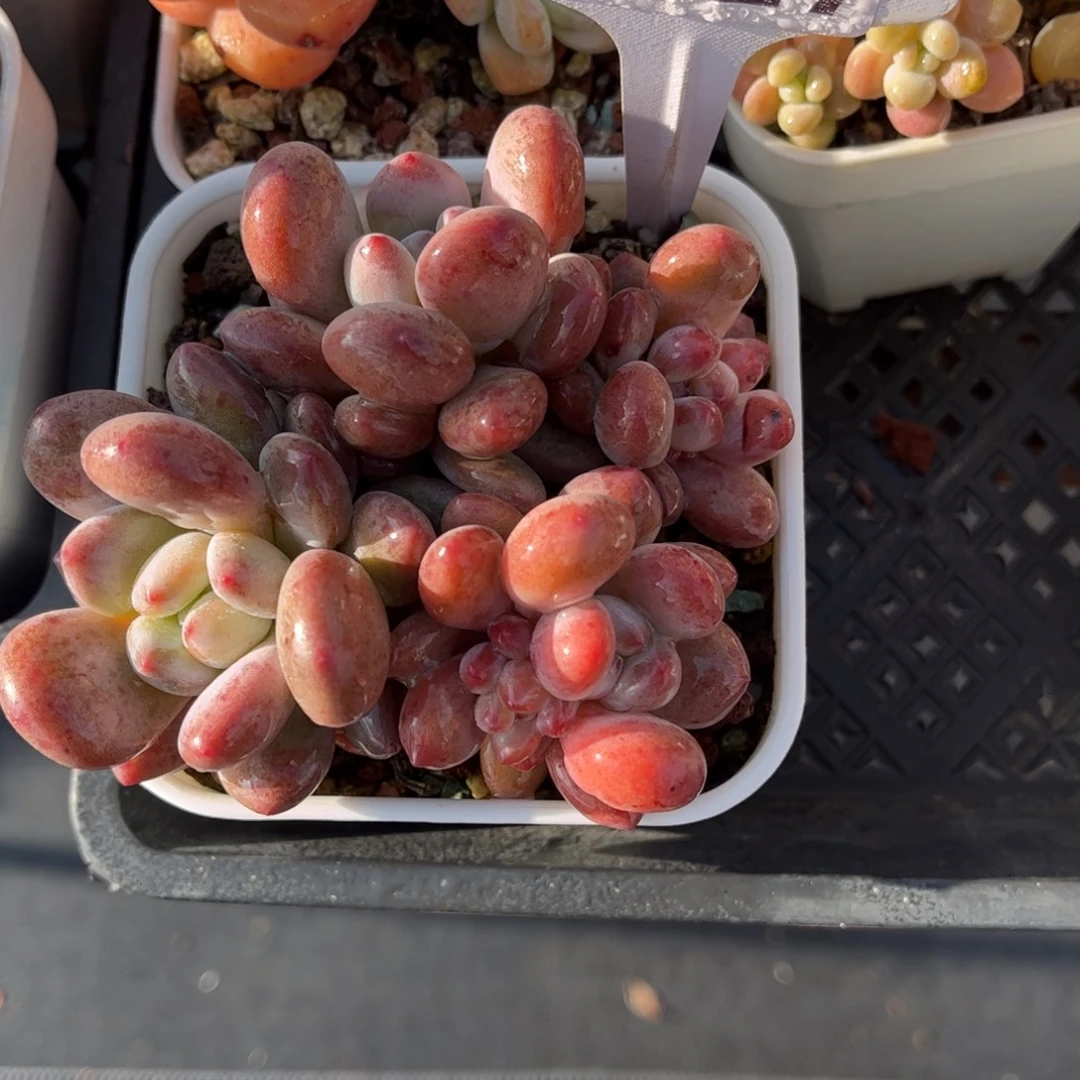 多肉植物1327 满30包邮