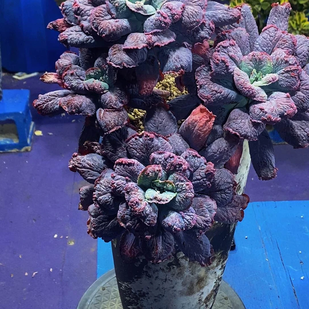 㒳狂野男爵爵多肉植物带盆物流自理