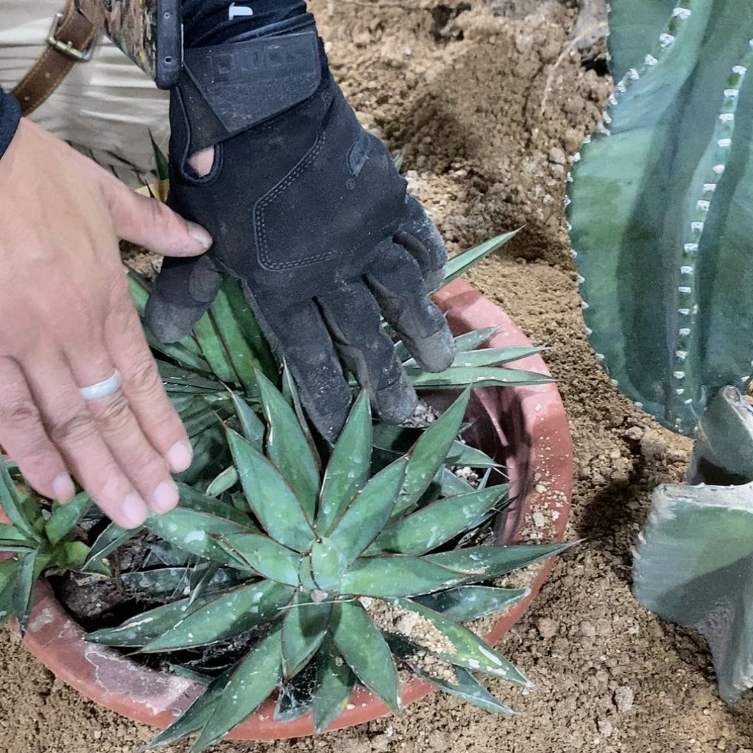 10-15公分泷雷侧芽量拍