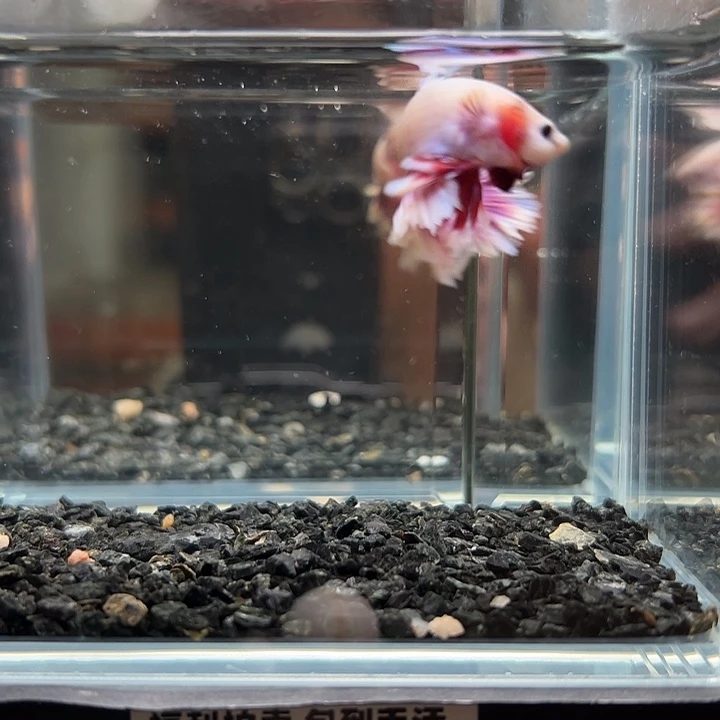 斗鱼满30包邮11日142