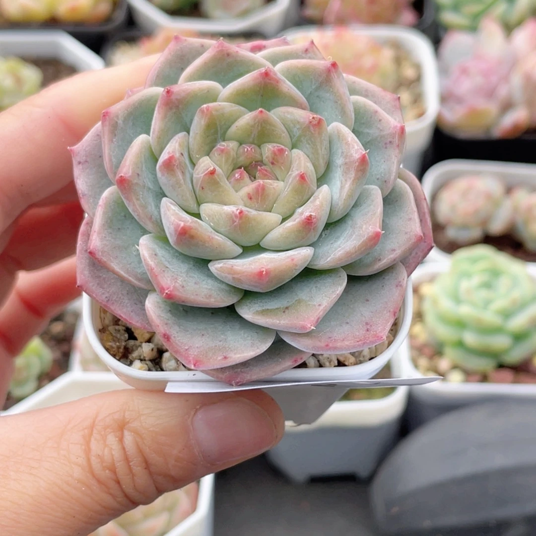 喵***喵212号糖心冰心珍妮