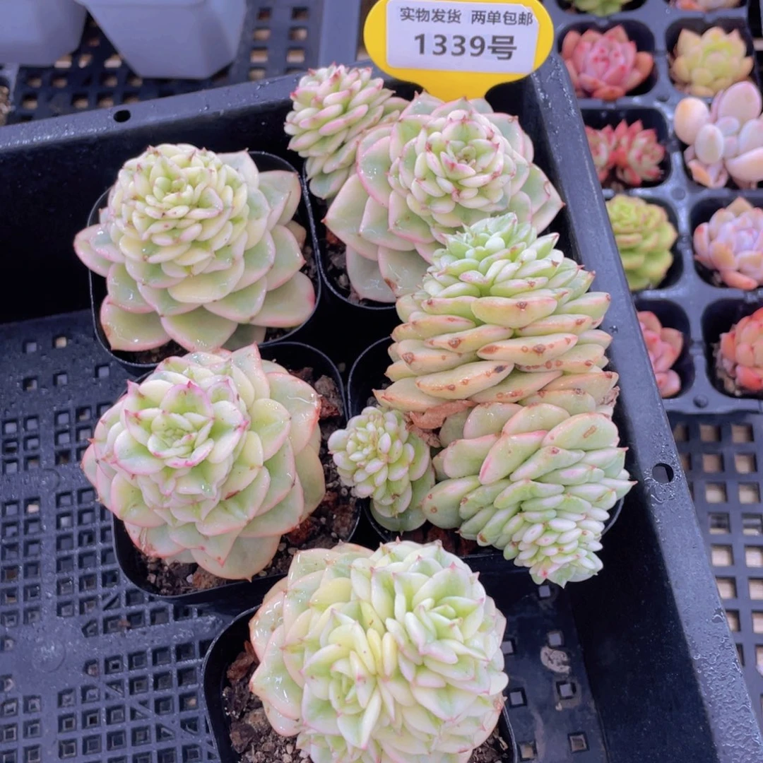 1339号 蜡牡丹锦福利两个