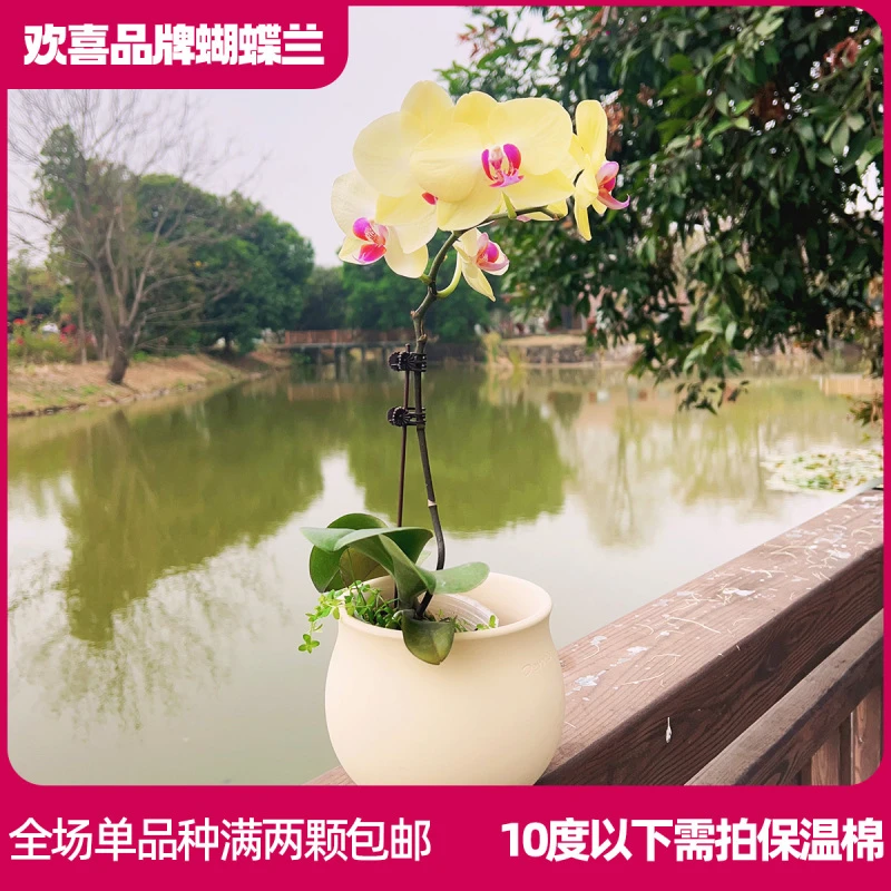 【黛玉】蝴蝶兰鲜花绿植室内客厅养殖 带花带花苞发货