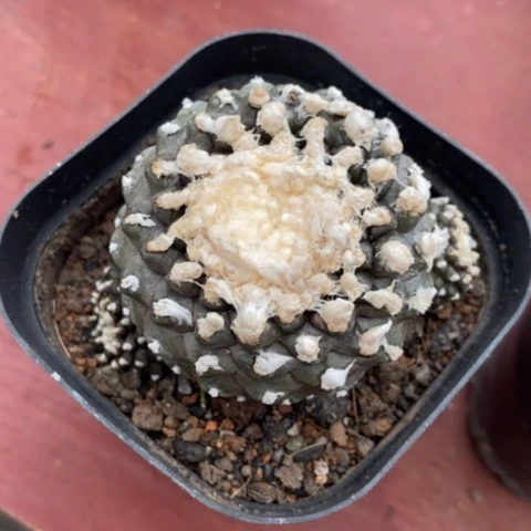 墨蝶多肉4仙人球