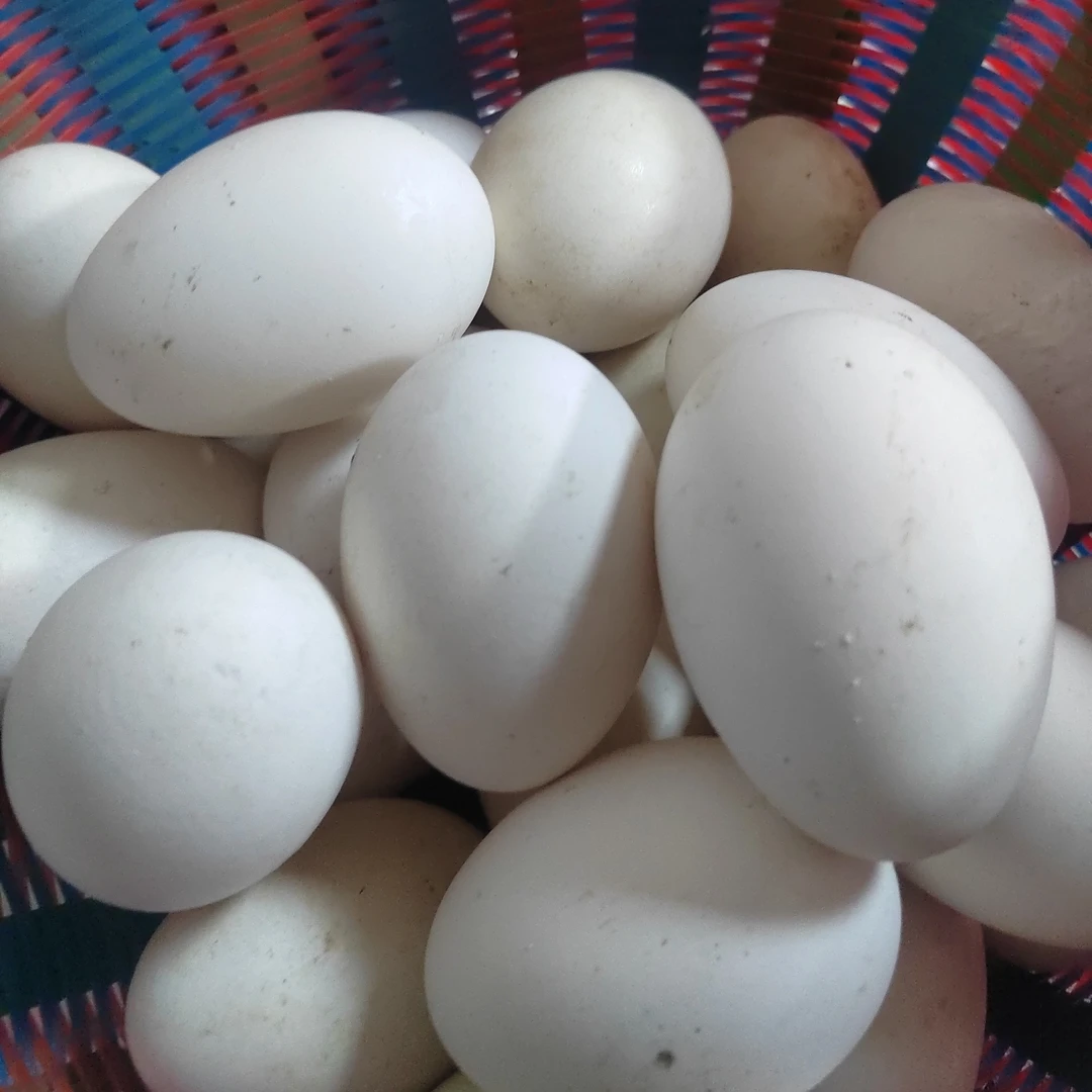 新鲜农家散养土鹅蛋孕妇营养美味顺丰包邮