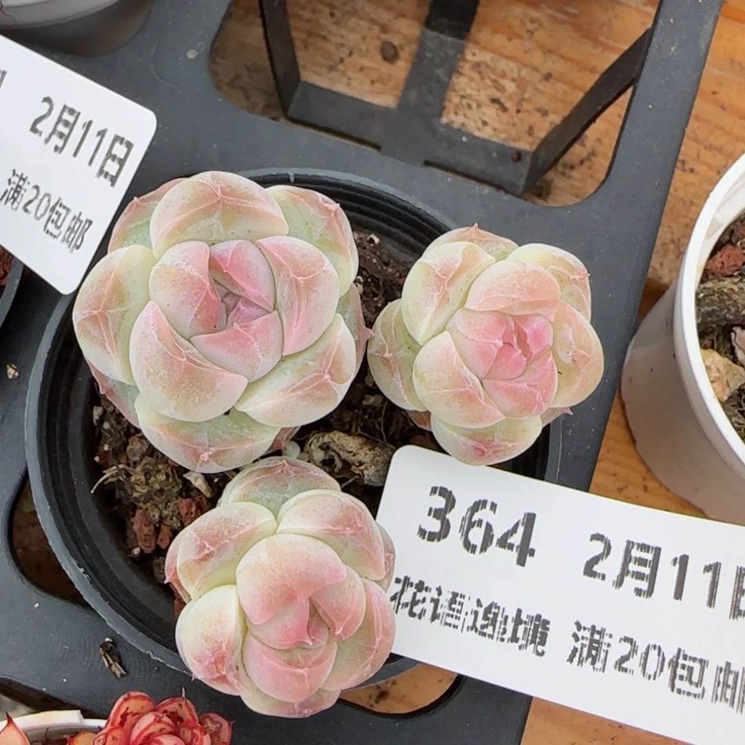 花语逸境0211-364