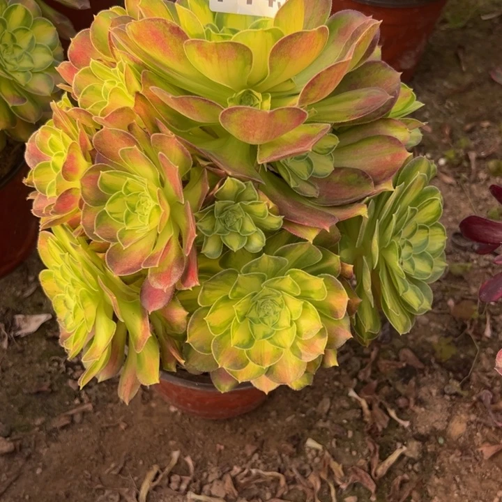 7449韶华多肉植物