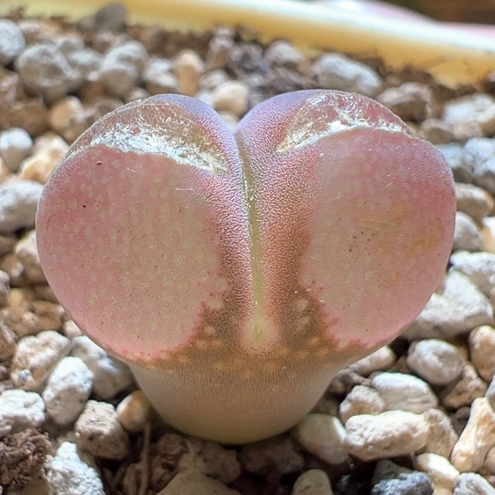 734。 特选1804.5。 炸窗福利