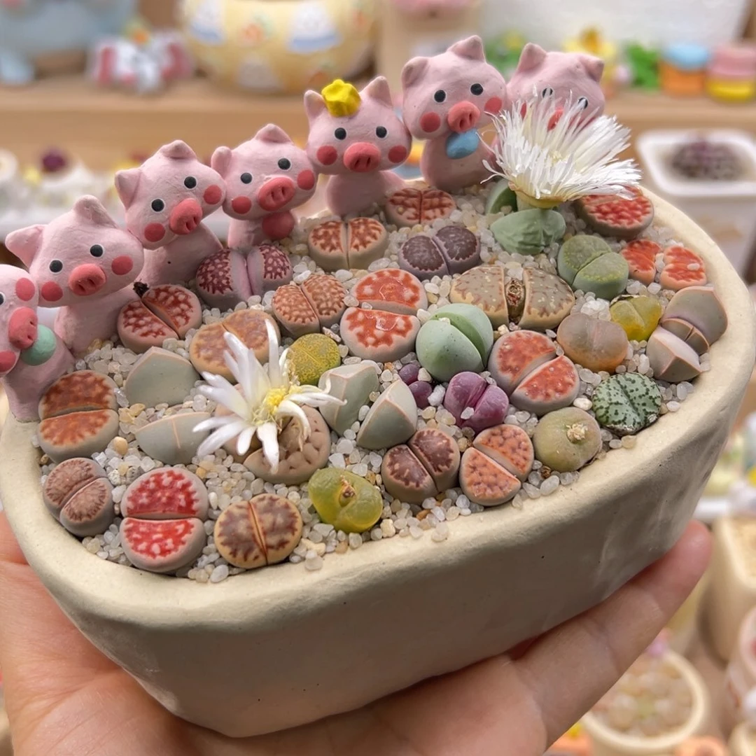 多肉植物84号彩色