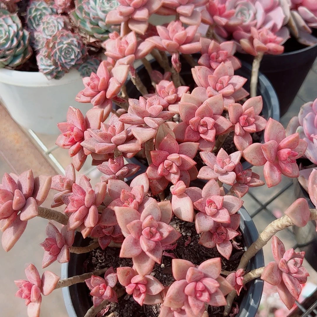 姬胧月散装带盆土精品二盆