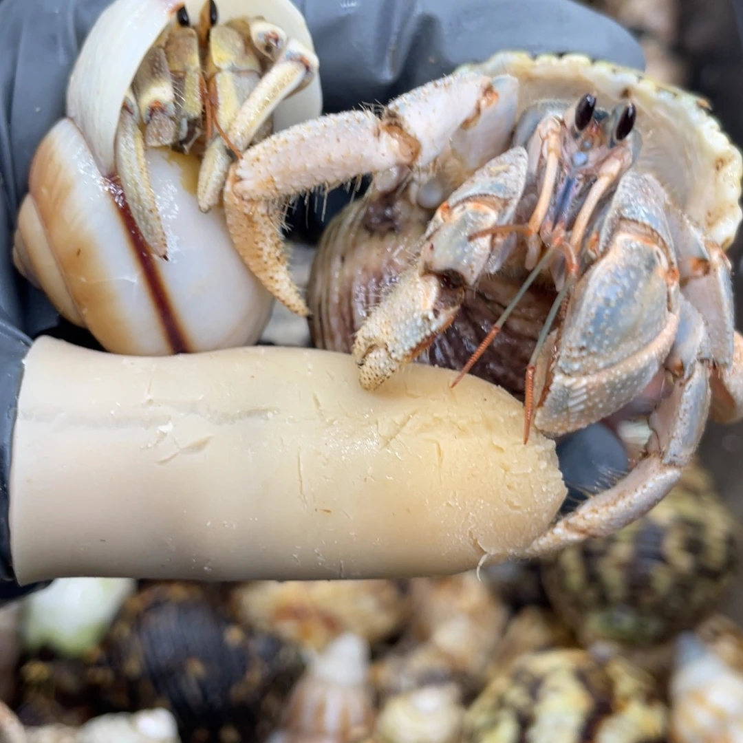 不退不换活体宠物138