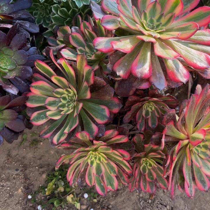 107多肉植物一物一拍