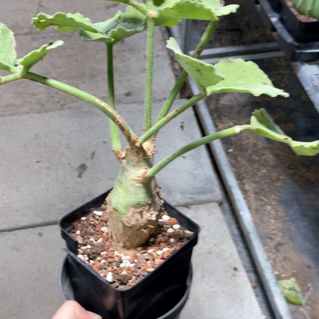 安哥拉葡萄翁一个