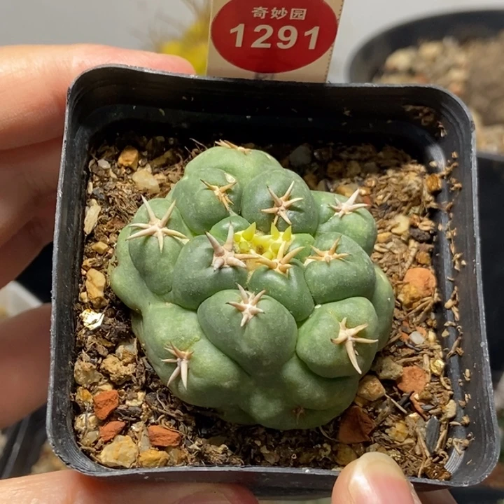 自根短豪刺象牙4.5cm