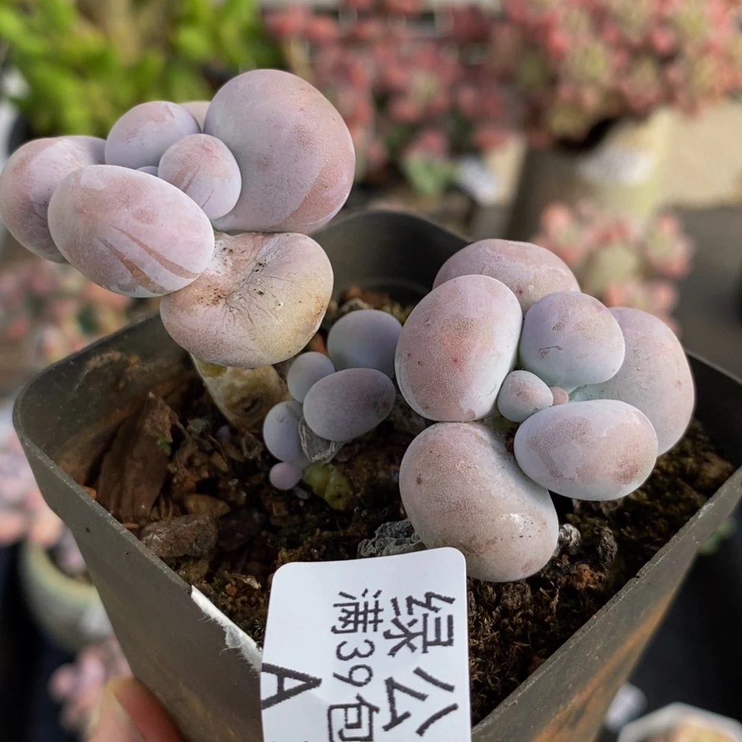 3935芭比奶酪8cm多肉