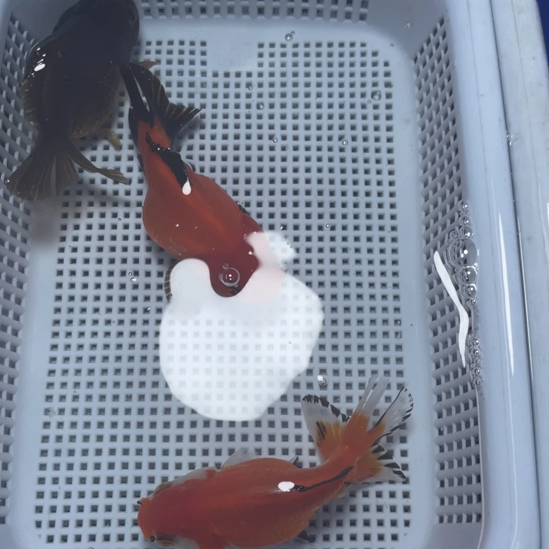 海水鱼花泰狮金鱼8号