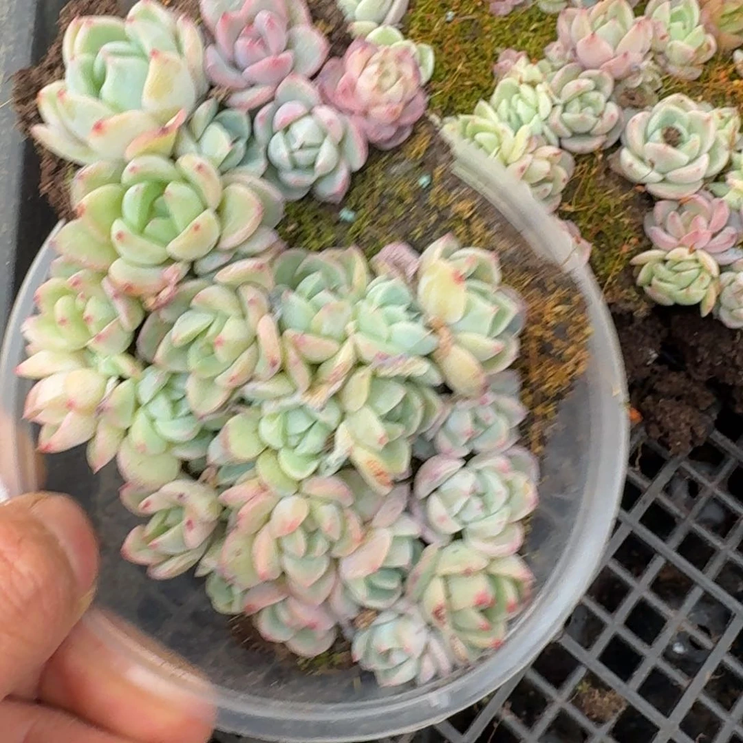 宽叶美尼珍妮切糕量拍28-154