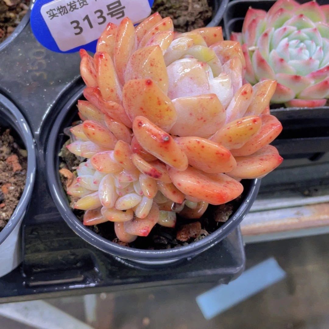 313号 全状态黄皮橙缀化