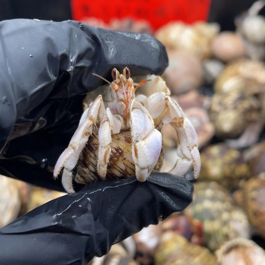 不退不换谢谢支持16