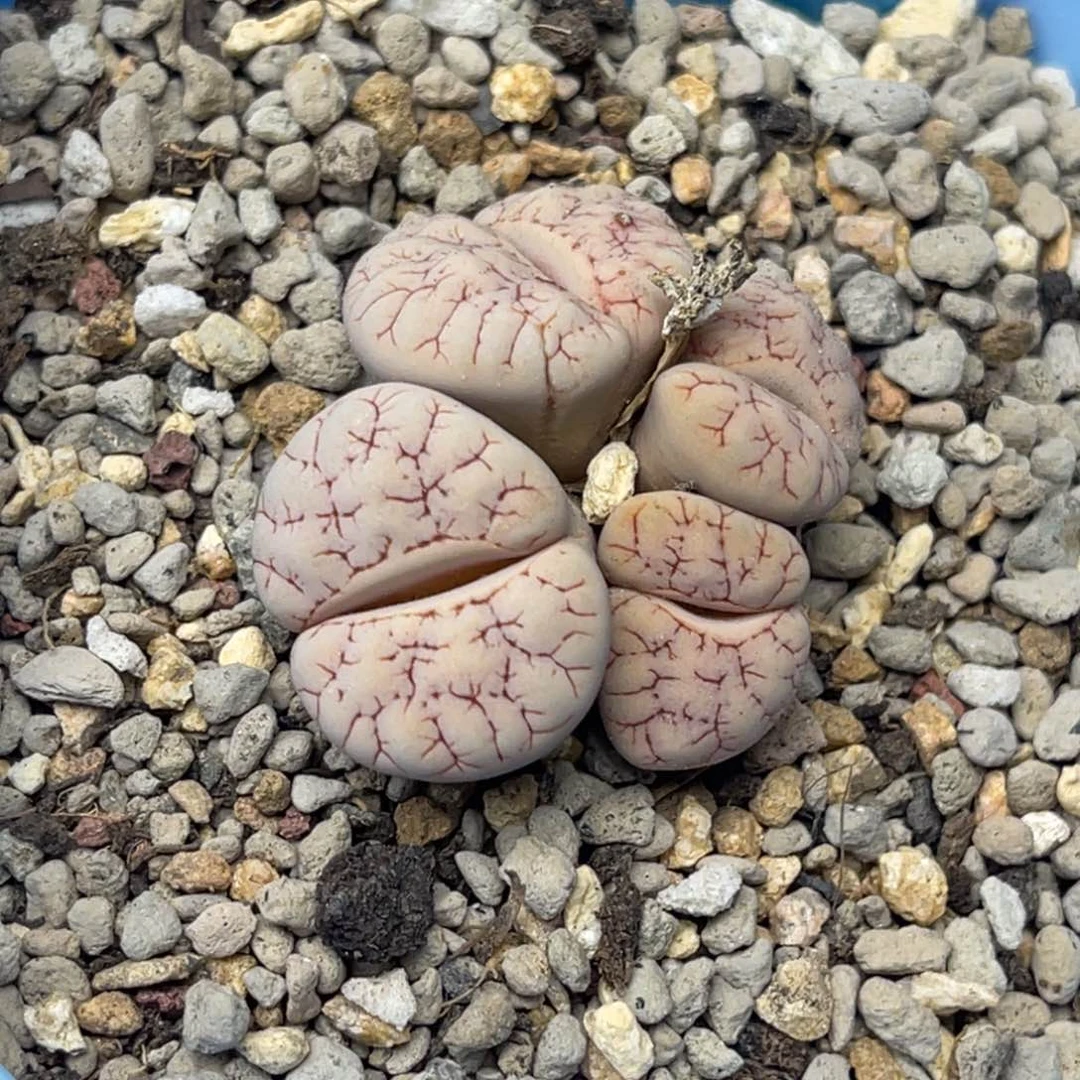 3947四头荒玉群一颗