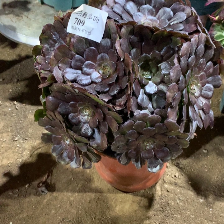 709黑萝莉多肉植物特价