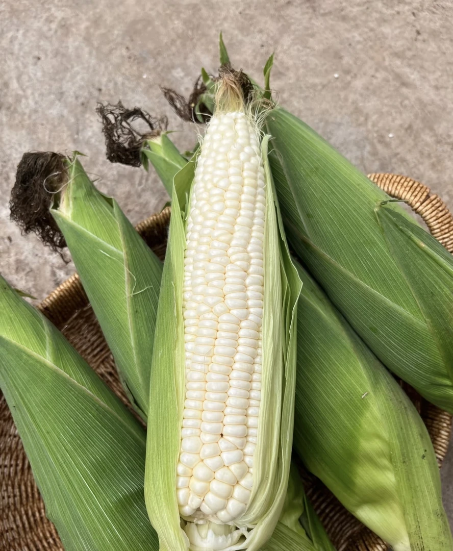 云南农家白糯玉米现采现发