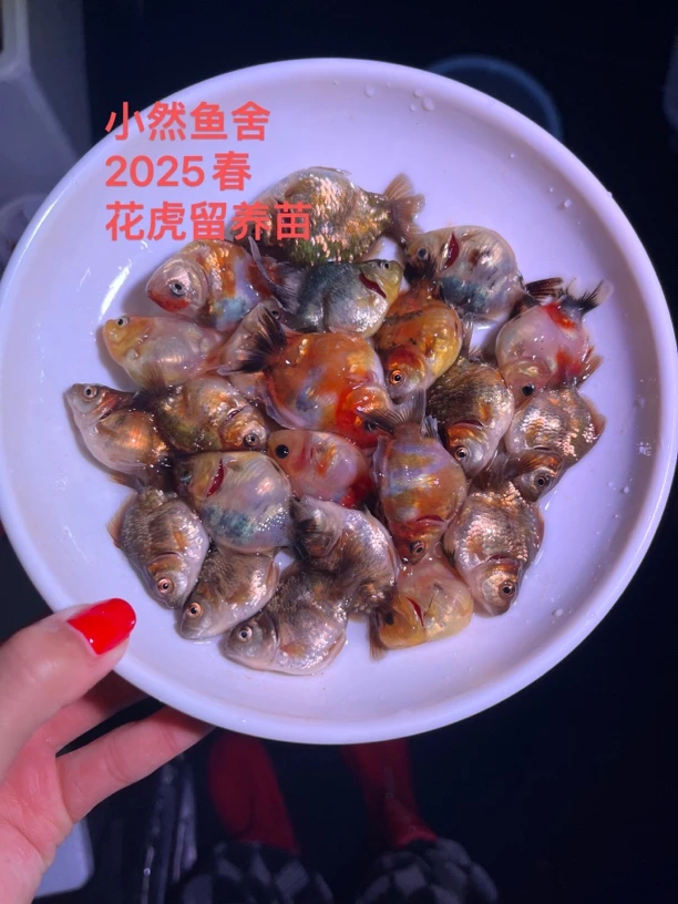 精品将军百褶泰狮 兰寿 玛丽通用链接 均包含备损