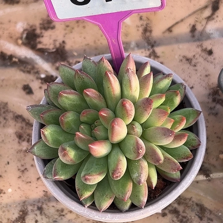 紫米露多肉植物818