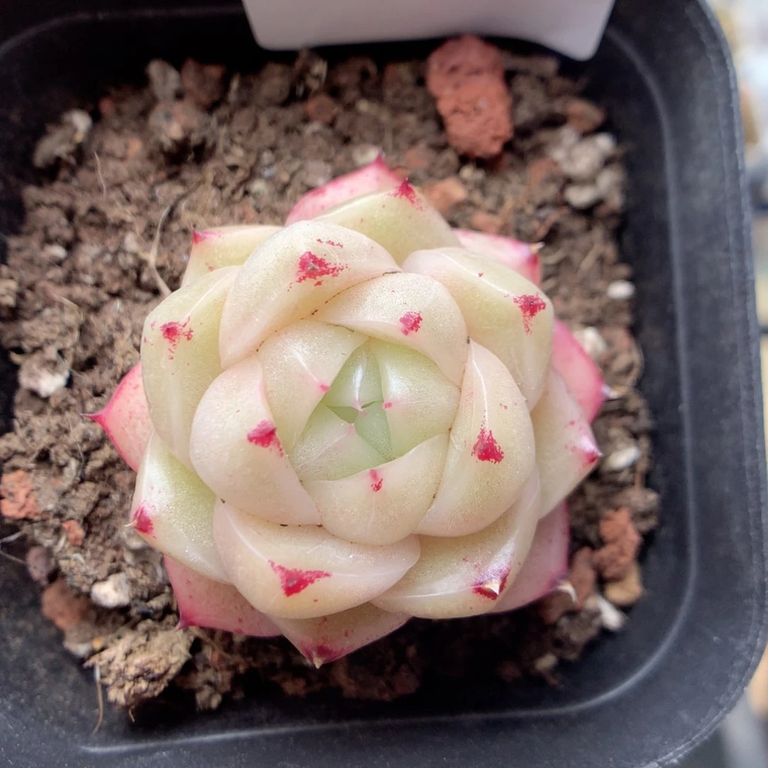 E126y y y y y y y y y