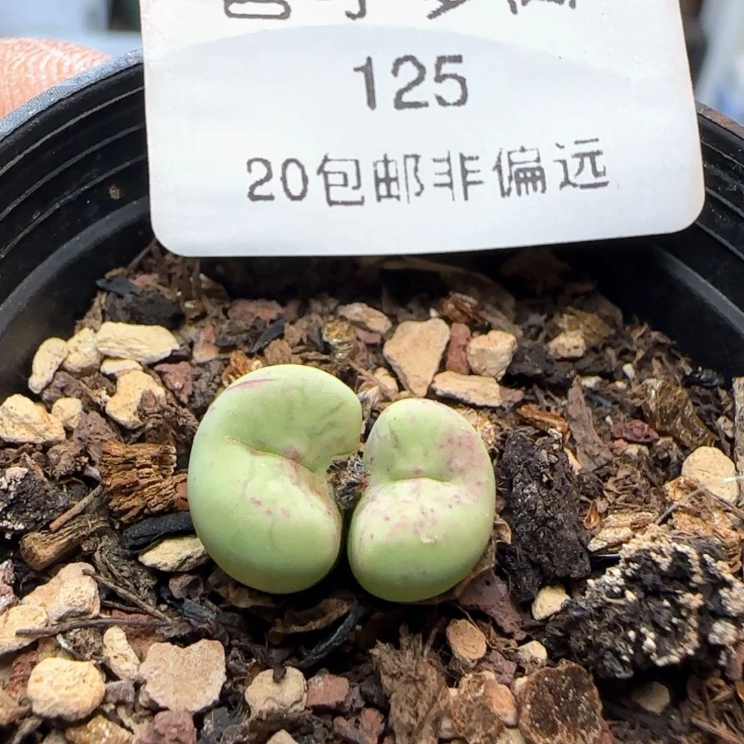 贝特芬带盆土。