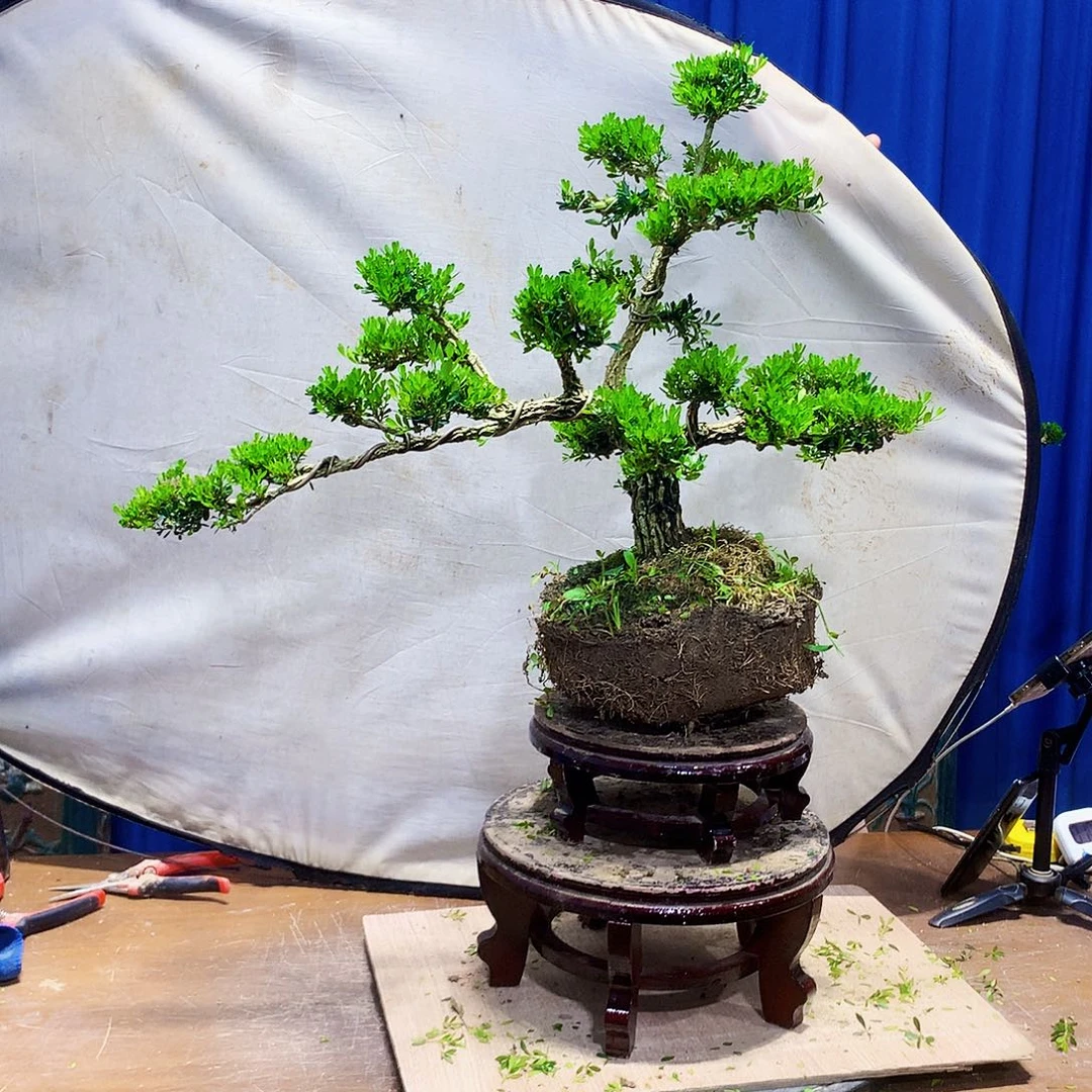 饮***源无花朵黄杨盆景一物一拍