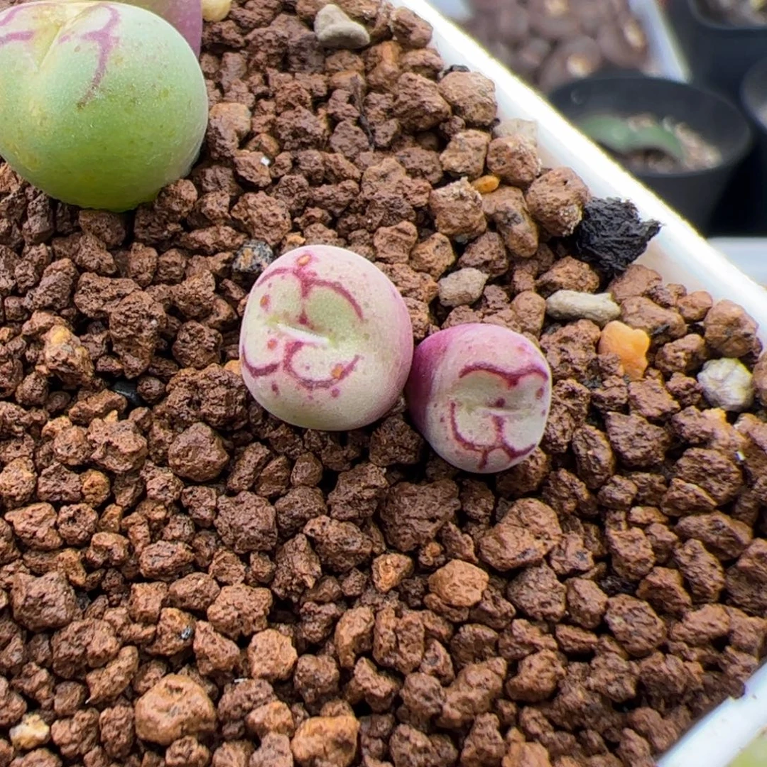 0269号超猴 多肉植物