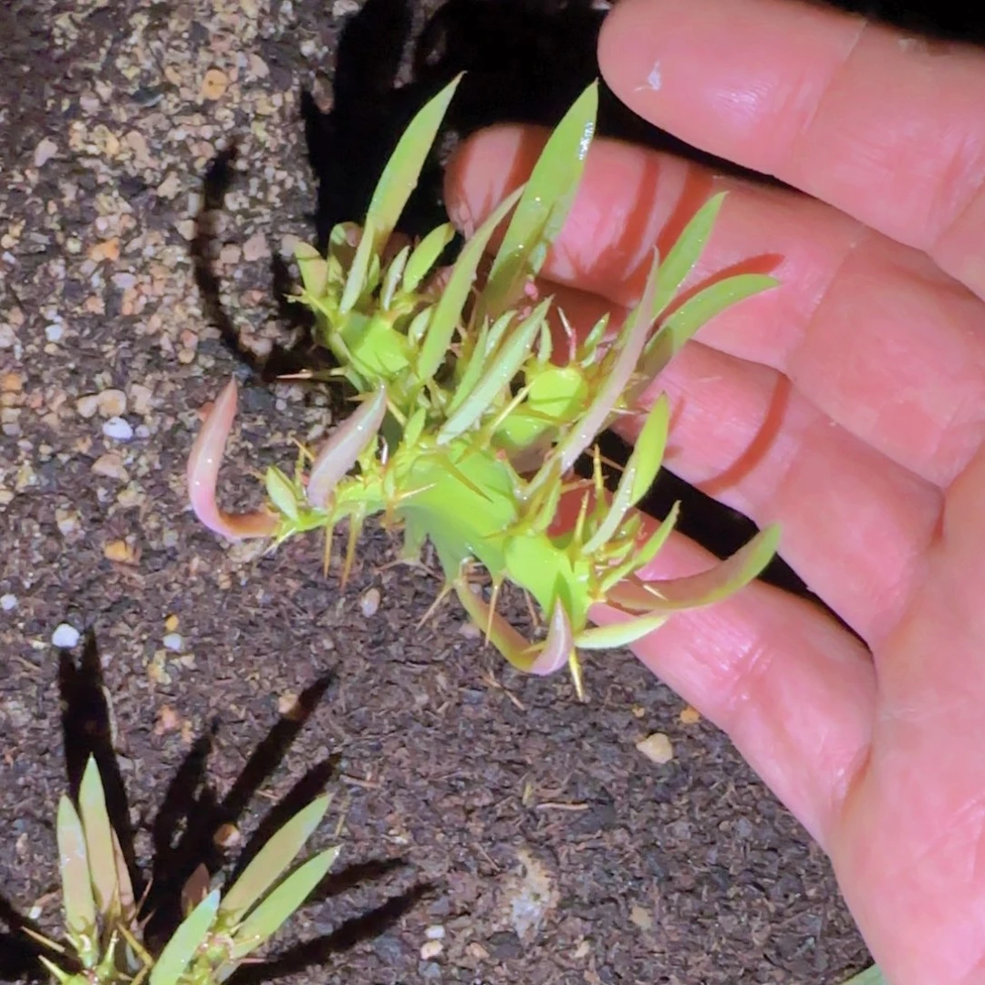 瓜*肉块根植物块根植物