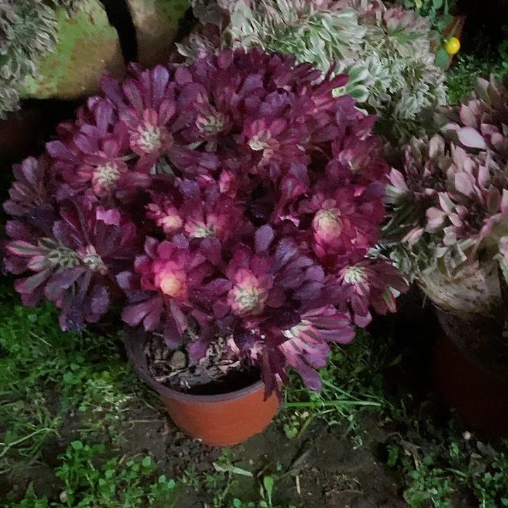 超白锦铜壶掐心朵朵