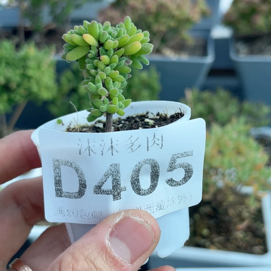 405虾钳缀化枝干