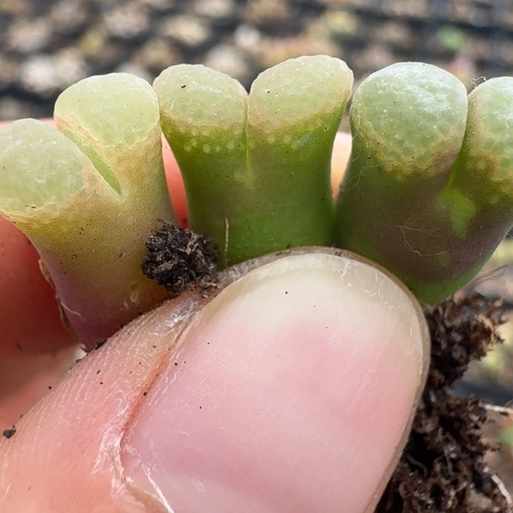 1047三颗粉樱5888880