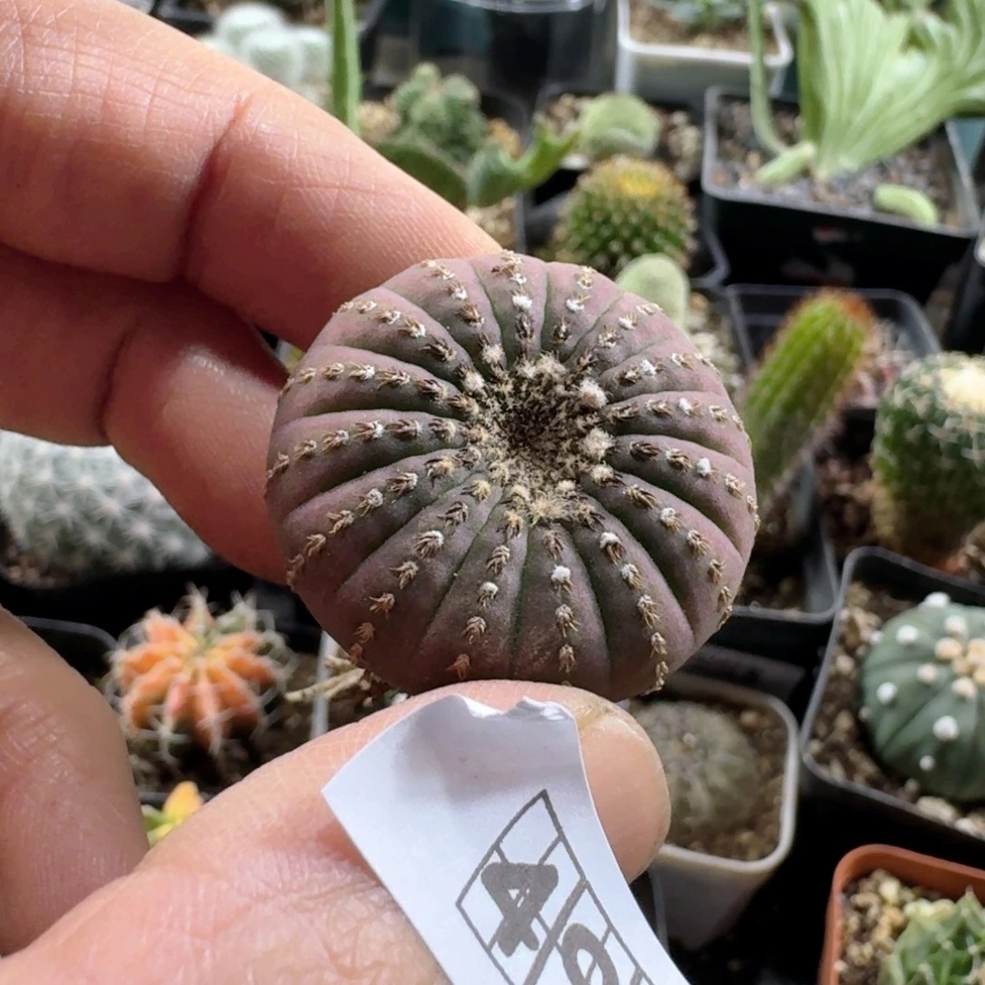 498大型士童脱土发货