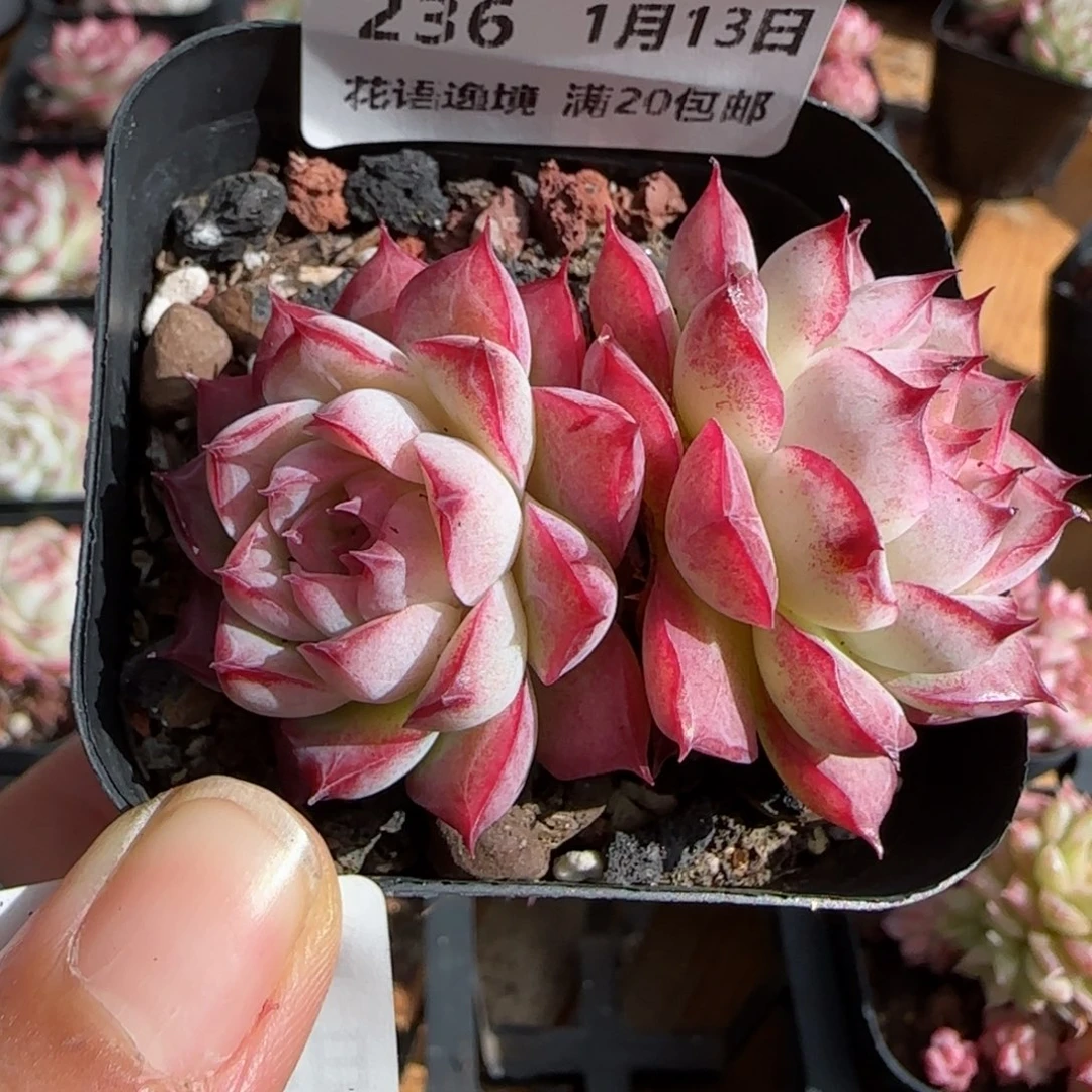 ᦀ****ᧄ花语逸镜0113-236