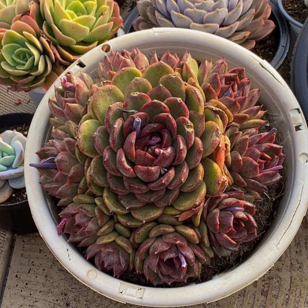 A****48包邮一物一拍多肉植物