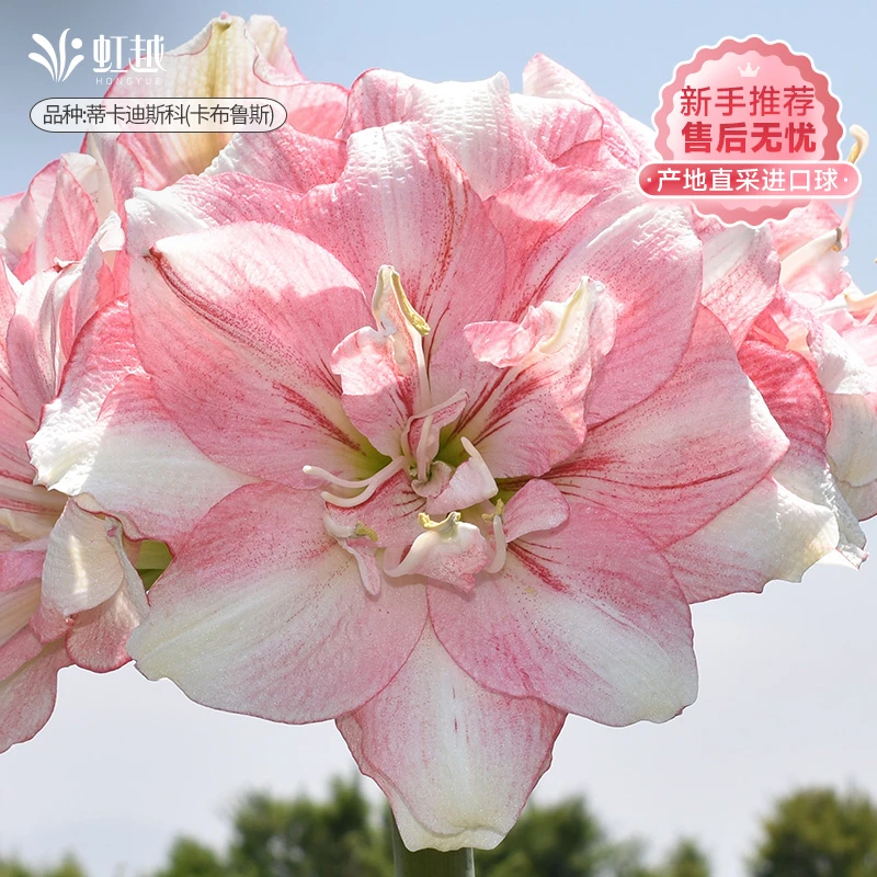 【直播专享】蒂卡迪斯科秘鲁进口朱顶红种球四季可种懒人植物花卉