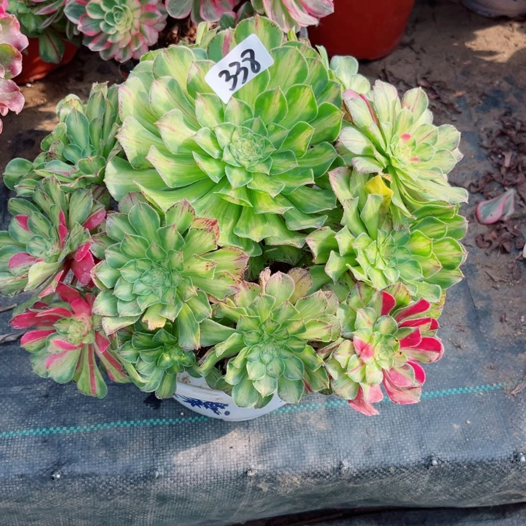 338知否法师多肉植物