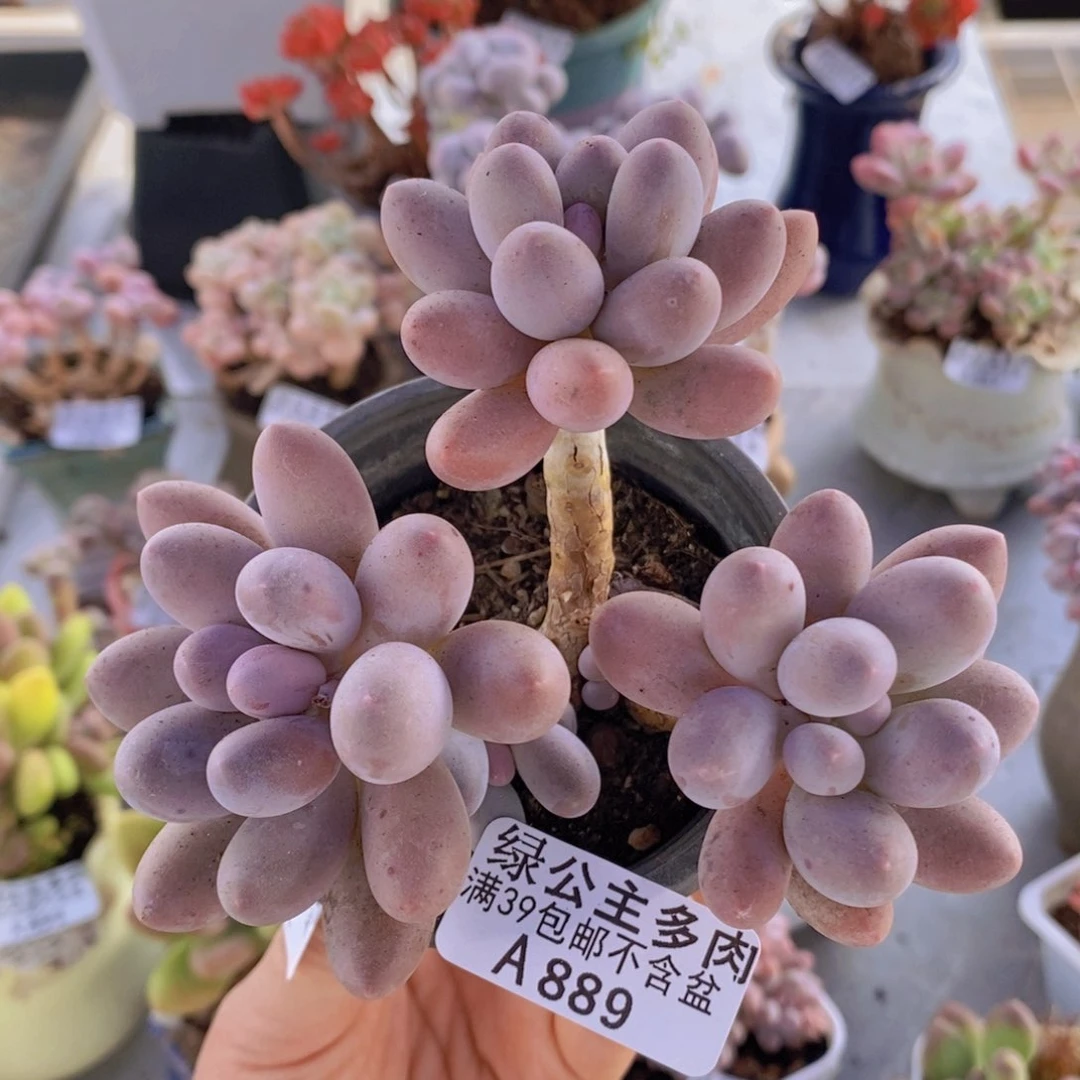 汤圆老桩10cm889多肉植物